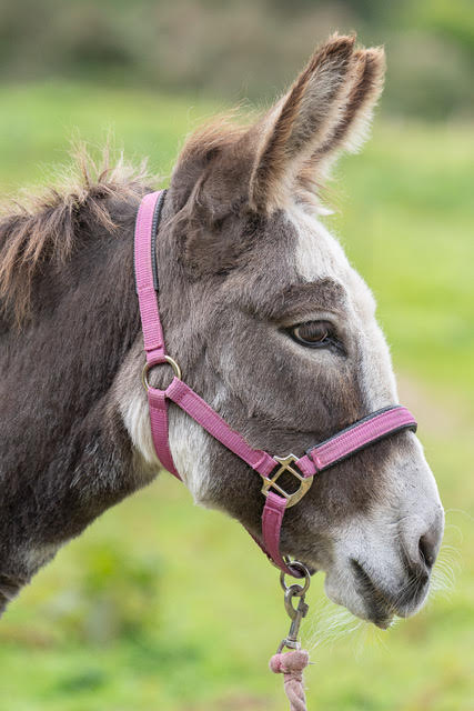 Dwynwen, one of the Snowdonia Donkeys herd
