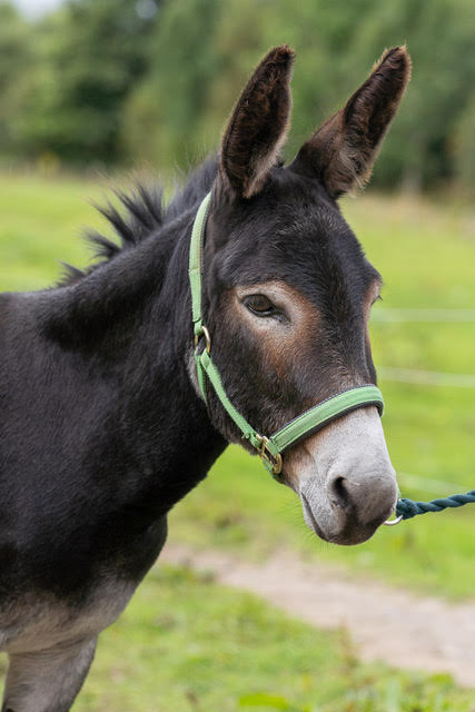 Jenny, one of the Snowdonia Donkeys herd