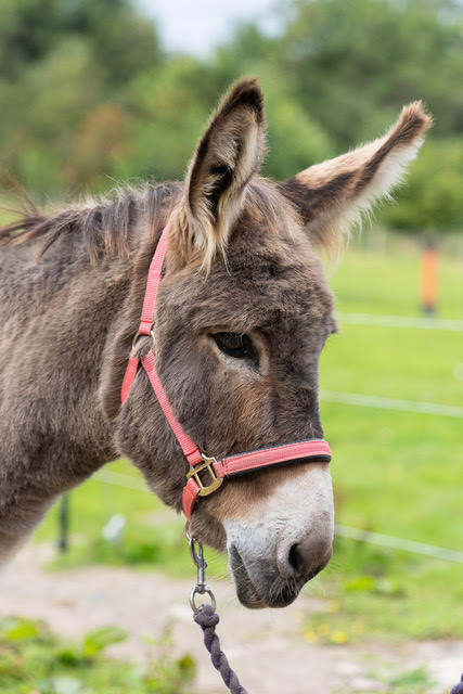 Katie, one of the Snowdonia Donkeys herd