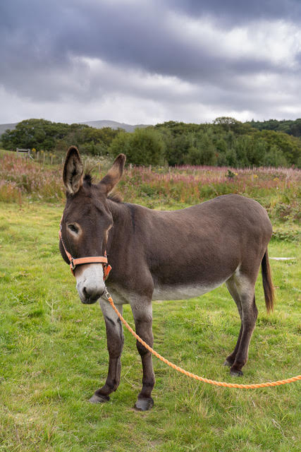 Megan, one of the Snowdonia Donkeys herd