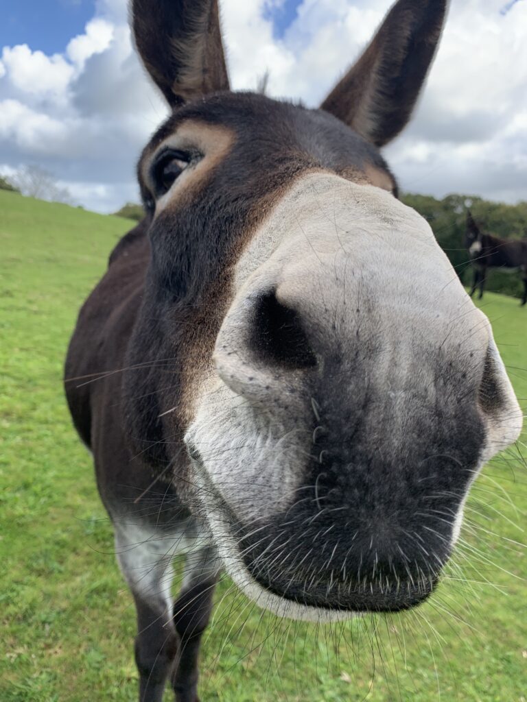 Nêl, a dark brown donkey, looking into the camera in a green field