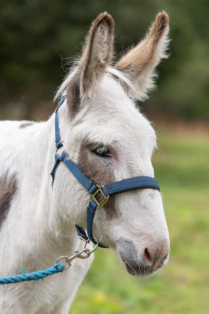 Norman, one of the Snowdonia Donkeys herd