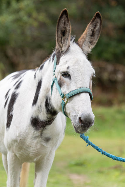 Nutmeg, one of the Snowdonia Donkeys herd
