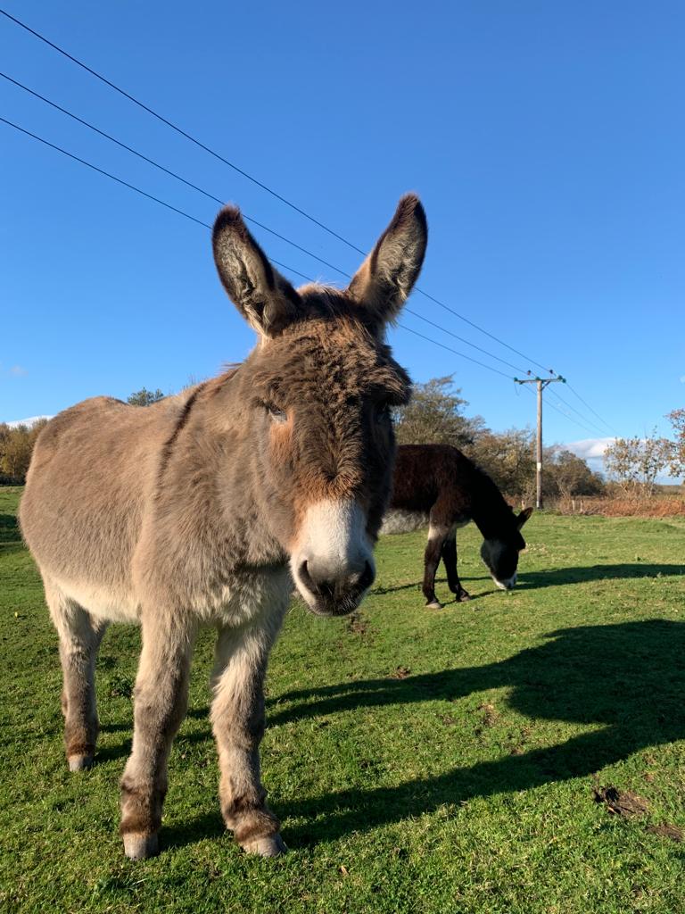 Tommy, one of the Snowdonia Donkeys herd