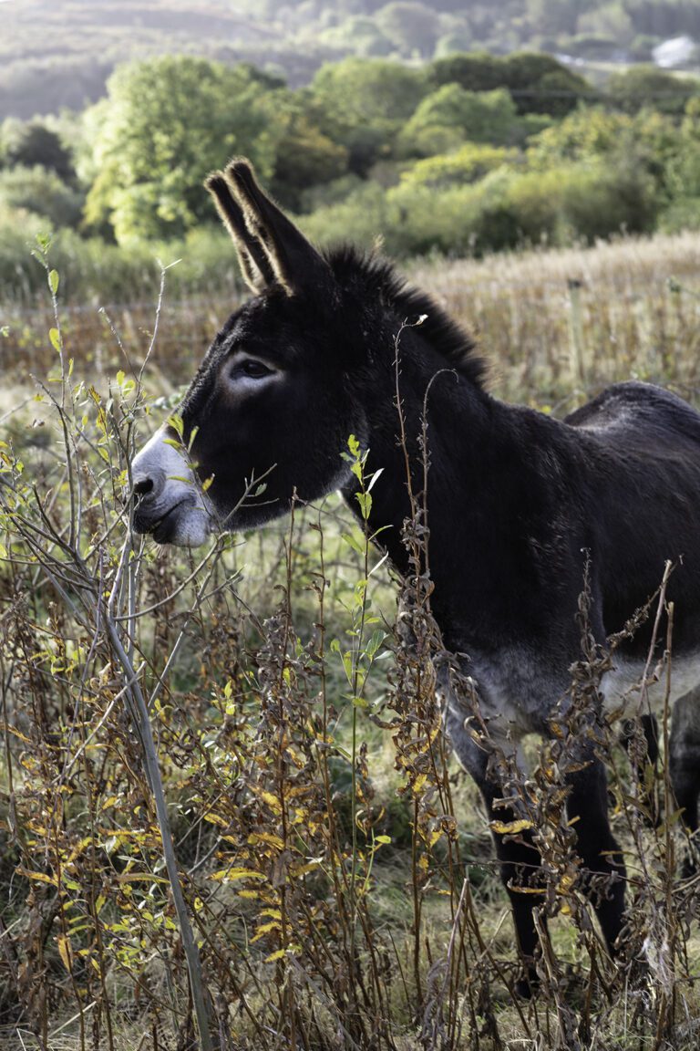 Nêl, one of the Snowdonia Donkeys herd